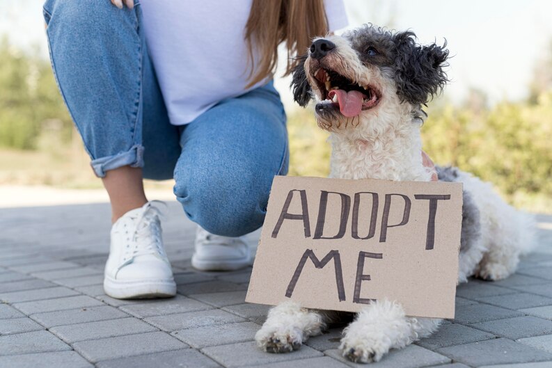 5 grunner til at du absolutt ikke bør adoptere en hund